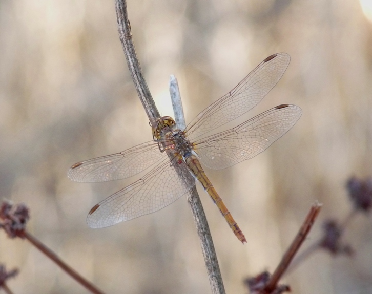 Sympetrum da determinare